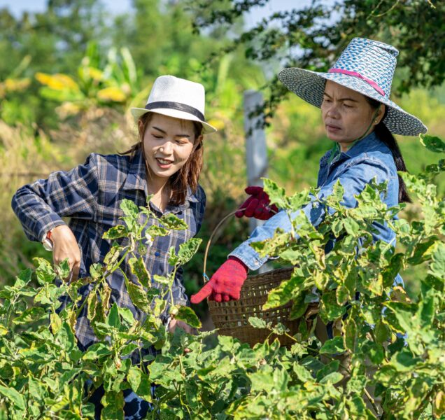 an-asian-female-farmer-in-thailand-collects-eggpla-2025-03-15-19-36-24-utc